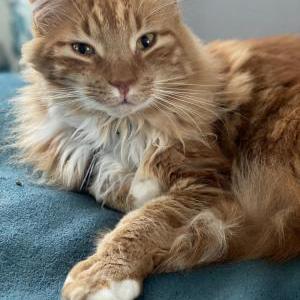 Image of Morticai, Lost Cat
