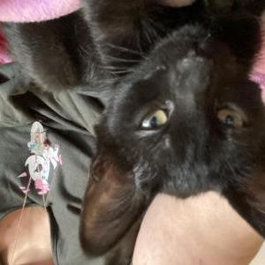 Lost Cat Obsidian