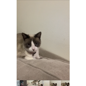 Lost Cat Evelyn