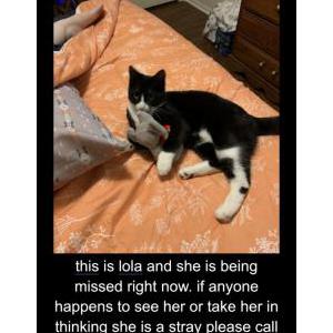 Lost Cat lola