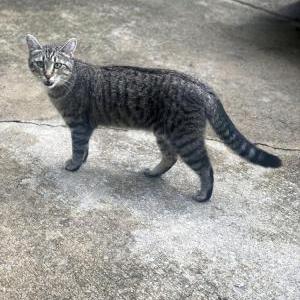 Lost Cat June