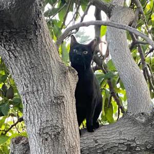 Lost Cat Prince