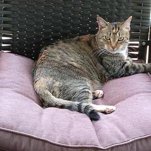 Image of Miz Kitty, Lost Cat