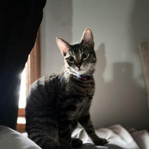 Lost Cat Aroura
