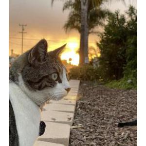 Image of Ozzie, Lost Cat