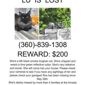 Lost Cat Lu