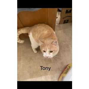 Lost Cat Tony