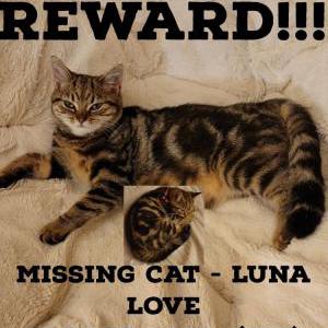 Lost Cat Luna Love