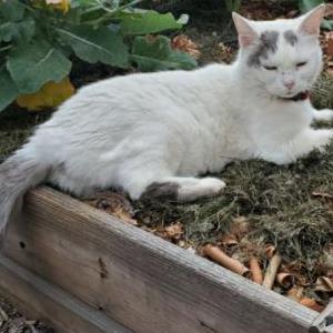 Lost Cat Molly