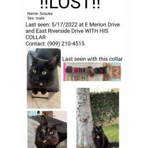 Lost Cat Sosuke