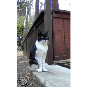 Lost Cat Zorie