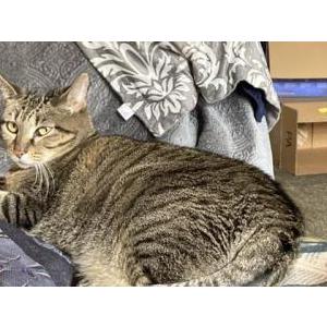 Lost Cat Tigger - Chipped