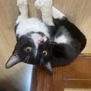 Image of Dookie, Lost Cat