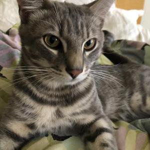 Lost Cat Bennie