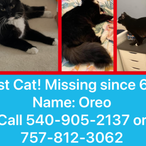 Lost Cat Oreo