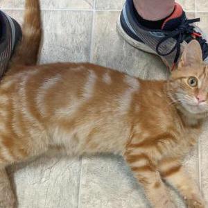 Lost Cat Ginger