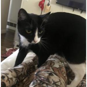 Lost Cat Chappie