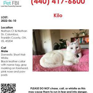 Lost Cat Kilo