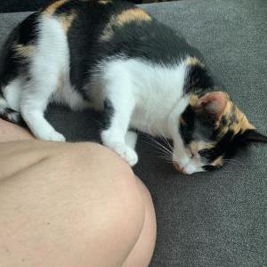 Lost Cat Hecate