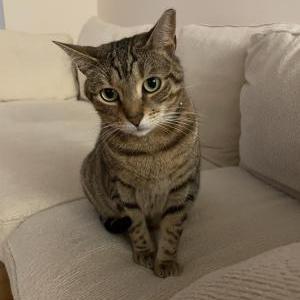 Image of Mason, Lost Cat