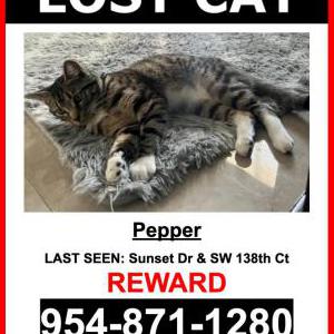 Lost Cat Pepper