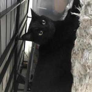 Lost Cat Floyd