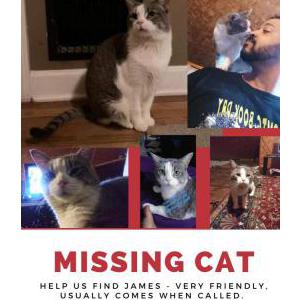 Lost Cat James