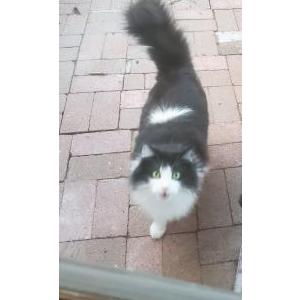 Image of Sasha, Lost Cat