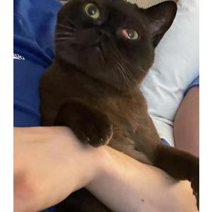 Lost Cat KitKat