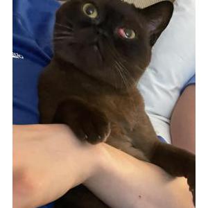 Image of KitKat, Lost Cat