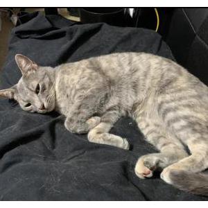 Image of Lou lou, Lost Cat