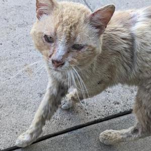 Found Cat Unknown