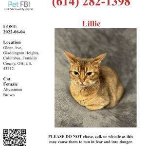 Lost Cat Lillie