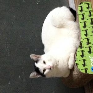 2nd Image of Milky, Lost Cat