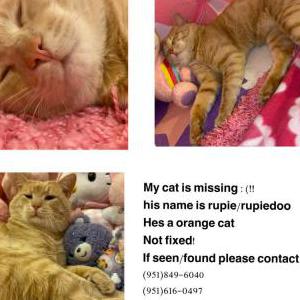 Lost Cat Rupie