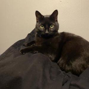 Lost Cat Luna