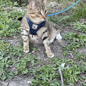 Image of Levi, Lost Cat
