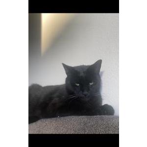 Lost Cat Gordon