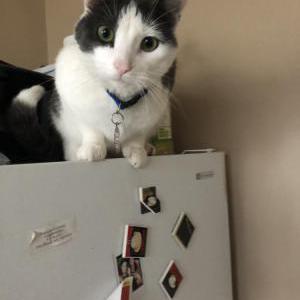 Image of Kittlez, Lost Cat
