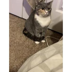 Lost Cat Nova