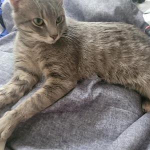 Image of Cleo, Lost Cat