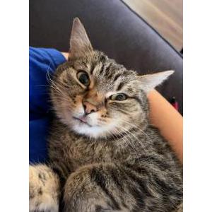 Lost Cat Daisy