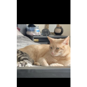 Lost Cat Kali