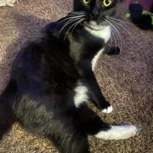 Lost Cat Willa