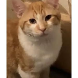 Lost Cat Garfield