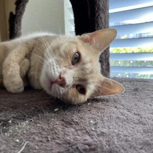 Image of Boa, Lost Cat