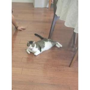 Lost Cat Cobi