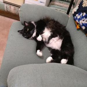 Lost Cat Miss Tux