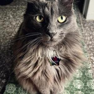 Lost Cat Lager