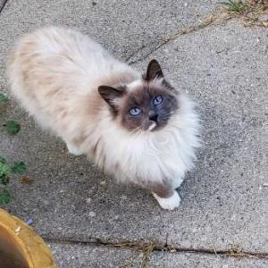 Image of Mama Boots, Lost Cat